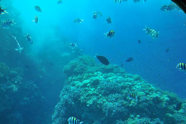 ˼ ϣThe Red Sea