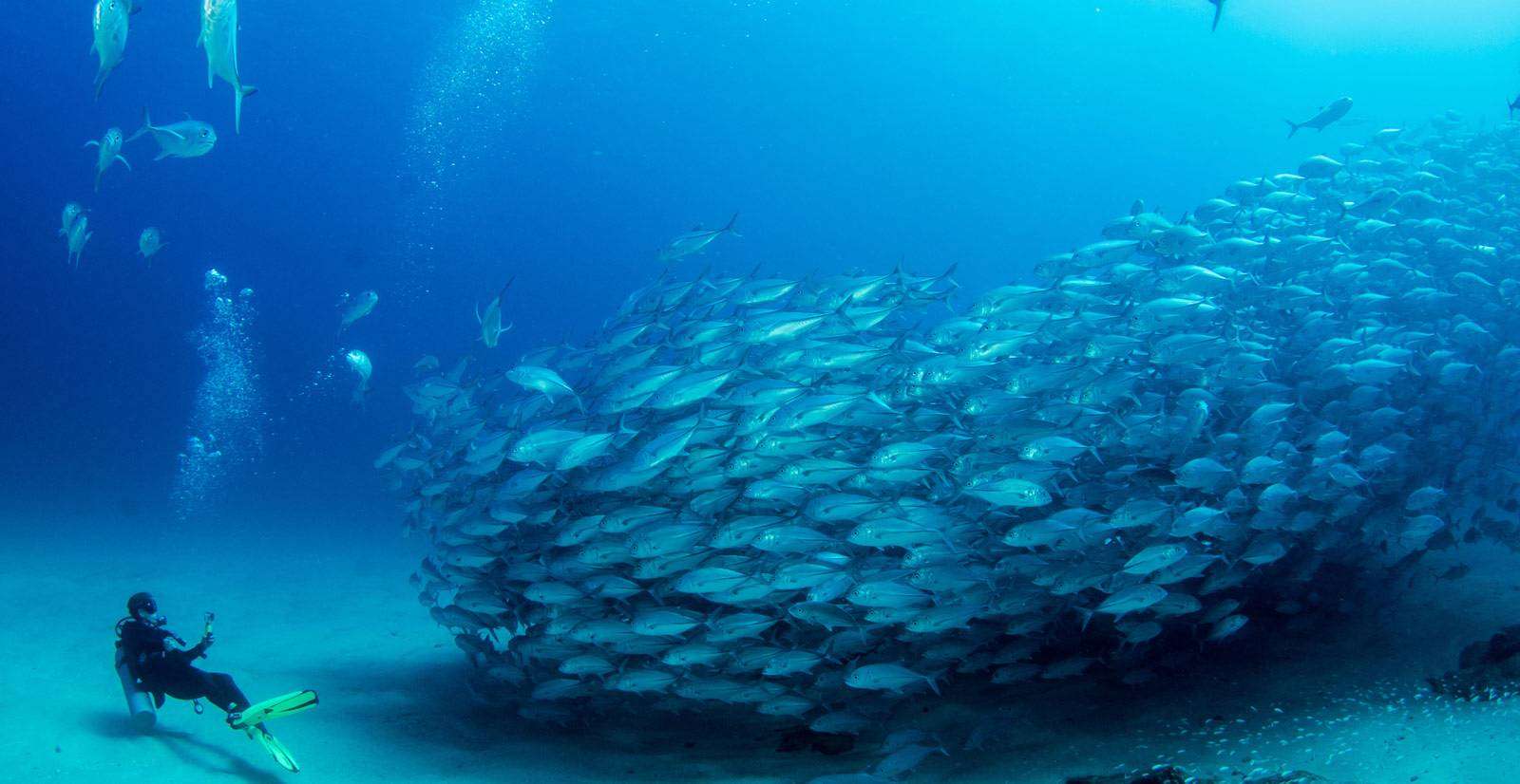 ˼ ϣThe Sea of Cortez